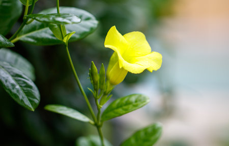 A yellow flower is growing on a green leaf. The flower is small and has a yellow centerの写真素材