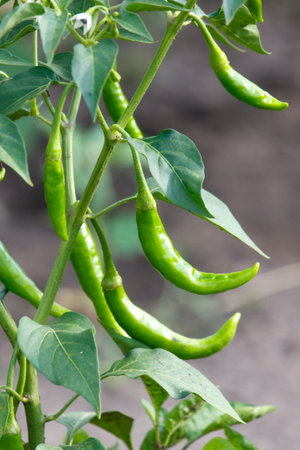 A group of green peppers are growing on a plant, with each pepper being a different size and shape. The peppers are clustered together, with some being larger and others smaller. The plant is lushの写真素材