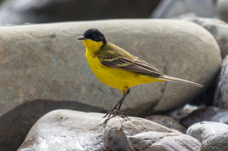 A yellow bird is perched on a rock. The bird is small and has a black beak. The rock is large and has a rough texture. The scene is peaceful and serene, with the bird standing alone on the rockの写真素材