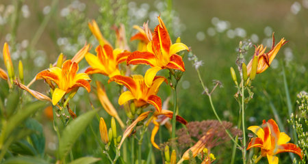 A bunch of orange and yellow flowers are in a field. The flowers are in full bloom and are scattered throughout the field. The field is lush and green, and the flowers add a pop of color to the sceneの写真素材