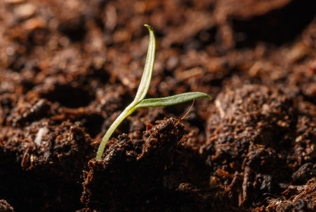 A small green plant is growing in the dirt. The plant is small and has a stemの写真素材
