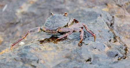 A crab is walking on a rock near water. The crab is small and brown. The rock is gray and the water is clearの写真素材