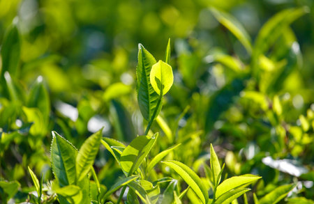 Close-up of bright green colored green Ceylon tea leaves. The leaves are full and healthy, and the plant is thriving.の写真素材