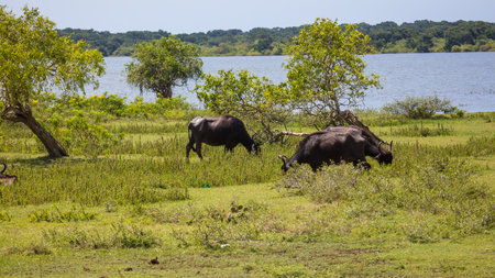 Two black cows are grazing in a grassy field near a body of water. The scene is peaceful and serene,...