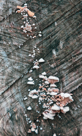 A tree trunk covered in white mushrooms. The mushrooms are scattered all over the trunk, some are small and some are large. The image has a natural and peaceful feel to itの写真素材