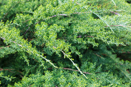 A bunch of green leaves on a tree. The leaves are not touching each otherの写真素材