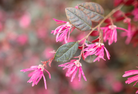 Pink flowers with long stems and a blurry background. The flowers are pink and have a fuzzy appearanceの写真素材