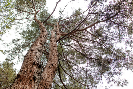 A large tree with a thick trunk and a lot of bark. The tree is very tall and has many branches. The...