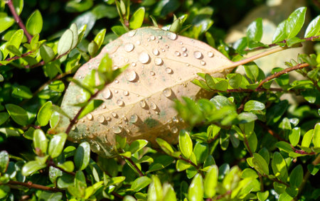 A leaf is covered in raindrops and is sitting on a bush. The raindrops are small and scattered, giving the leaf a dewy appearance. Concept of freshness and tranquilityの写真素材