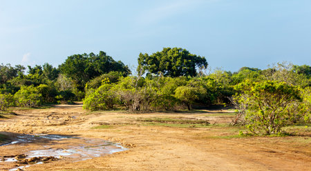 A dry, dusty field with a few trees in the background. The sky is clear and blueの写真素材