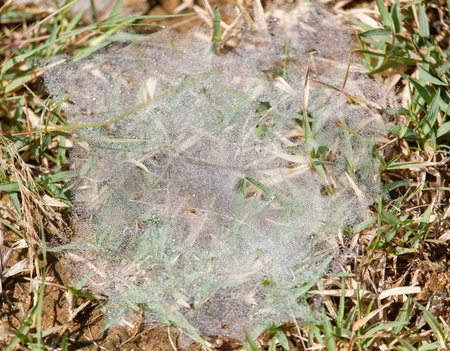 A spider is sitting in the middle of a spider web that is covered in dew. The web is spread out across the ground, and the spider is the only thing visible in the centerの写真素材
