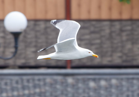 A seagull is flying in the sky above a building. The bird is white and has a yellow beakの写真素材