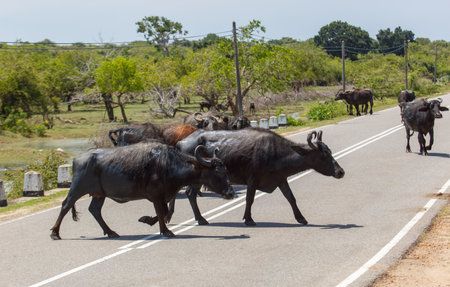 A herd of black cows are crossing a road. The cows are walking in a line, with some of them walking in front of othersの写真素材