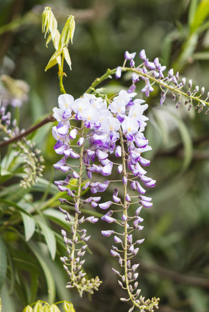 A purple and white flower with a green stem. The flower is in the middle of a treeの写真素材