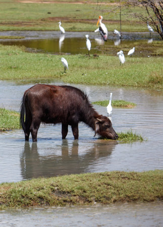 A brown cow is drinking water in a field. There are several birds in the background, including a pelicanの写真素材