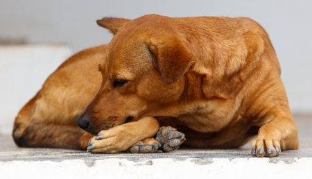 A brown dog is laying on the ground and chewing on its paw. The dog appears to be relaxed and...