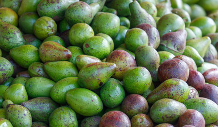 A pile of green and red avocados. The green avocados are on top of the red ones
