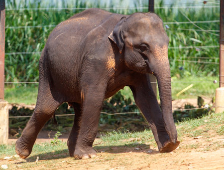 A baby elephant walking in a zoo. The elephant is small and he is curious about its surroundingsの写真素材