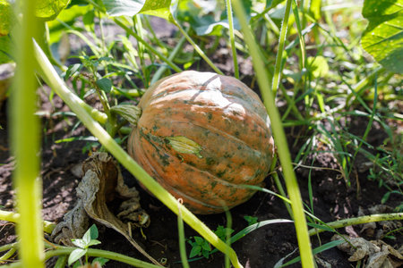 A pumpkin is sitting in the dirt with green leaves surrounding it. The pumpkin is large and has a few holes in itの写真素材