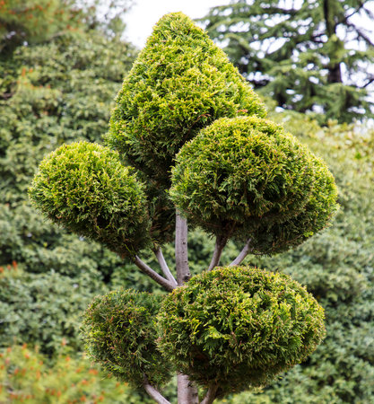 A tree with green leaves and a green top. The leaves are small and the top is shaped like a pyramidの写真素材