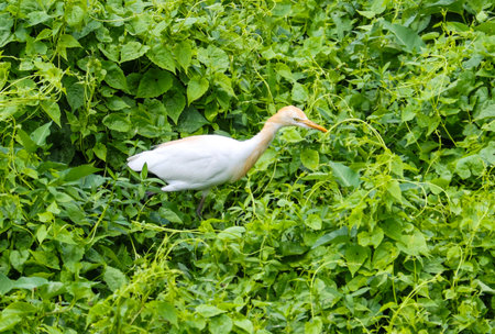 A white bird is walking through a green bush. The bird is small and white, and it is walking through the leaves of the bushの写真素材