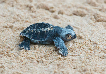 A turtle hatched from an egg crawls along the sand towards the ocean.の写真素材