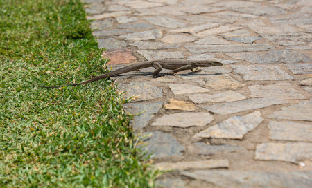 A lizard is walking on a brick sidewalk. The lizard is small and brown. The sidewalk is made of bricks and is located next to a grassy areaの写真素材