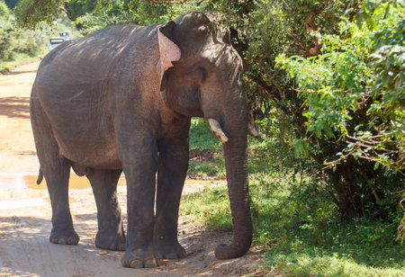 A large elephant is walking through a forest. The elephant is walking on a dirt road and is surrounded by treesの写真素材