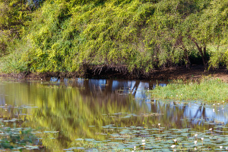 A pond with a tree in the background. The water is calm and the reflection of the tree is visibleの写真素材