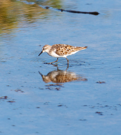 A small bird is walking on the water. The water is calm and clear, and the bird is the only one in the sceneの写真素材