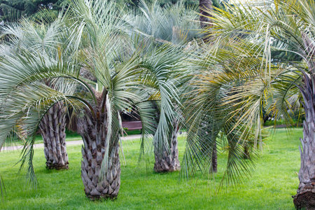 A row of palm trees are lined up in a park. The trees are tall and green, and they are spread out across the grassy area. The scene is peaceful and sereneの写真素材