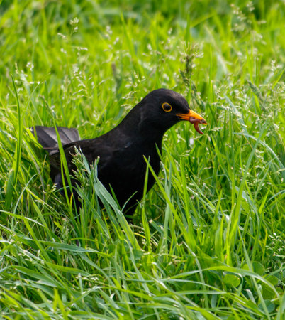 A black bird is eating grass in a field. The bird is small and has a black body with yellow eyes. The grass is tall and green, and the bird is standing in the middle of itの写真素材