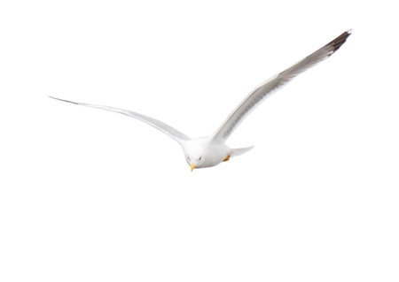 Seagull bird in flight isolated on white background.の写真素材