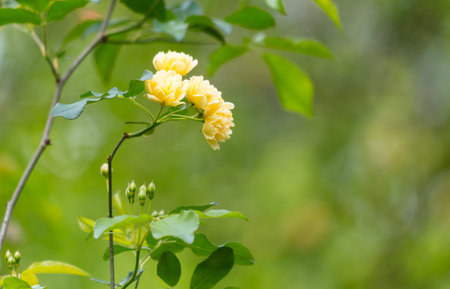 A yellow flower with green leaves is in the foreground of a green background. The flower is the main focus of the image, and the green leaves provide a contrasting backgroundの写真素材