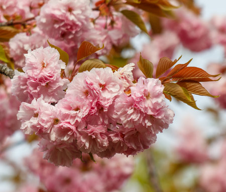 Pink flowers on a tree branch. The flowers are blooming and the tree is full of lifeの写真素材