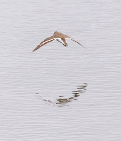 A bird is flying over a body of water. The water is calm and the bird is soaring high above itの写真素材