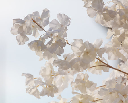 A tree with white flowers is in the foreground. The flowers are very delicate and appear to be very thin. The tree is surrounded by a blue skyの写真素材