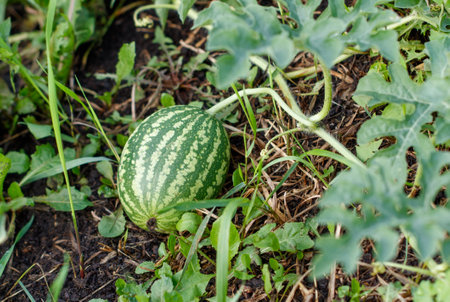 A small watermelon is sitting on the ground in a grassy area. The image has a peaceful and natural feel to it, with the watermelon being the only object in focusの写真素材