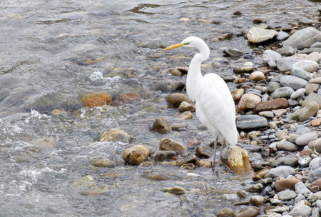 A white bird stands on a rock in front of a body of water. The bird is a heron, and it is looking out over the water. The scene is peaceful and serene, with the birdの写真素材