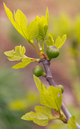 A branch of a tree with green leaves and small green fruits. The branch is thin and has a few leaves...