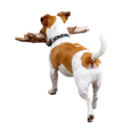 A dog is running with a stick in its mouth. The dog is brown and white. The dog has a black collar