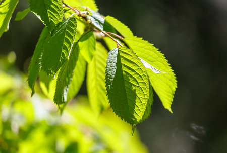 A leafy branch with a few leaves on it. The leaves are green and the branch is in the sun