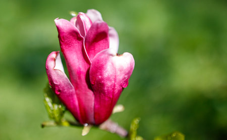 A close up of a pink flower with a white center. The flower is in full bloom and has a beautiful, delicate appearance. Concept of serenity and natural beautyの写真素材