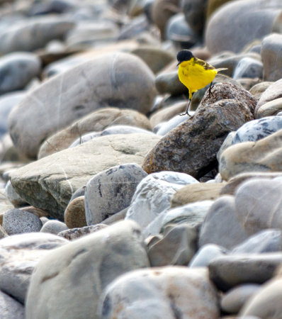 A yellow bird is perched on a rock in a rocky area. The bird is small and he is looking up at something. The image has a peaceful and serene mood, as the bird seems to be enjoying its surroundingsの写真素材