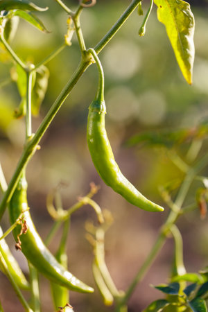 A green pepper is hanging from a plant. The pepper is green and has a stem. The plant is in a gardenの写真素材