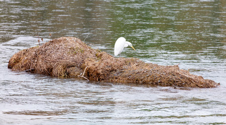 A white bird is flying over a rock in the water. The bird is white and has a long neckの写真素材