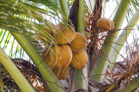 A bunch of coconuts hanging from a tree. The coconuts are green and yellowの写真素材