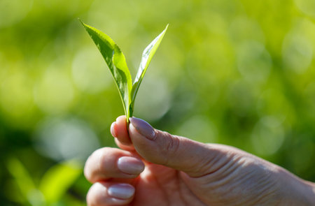 Close-up of bright green Ceylon tea leaves in hand. The leaves are full and healthy and the plant is thriving.の写真素材