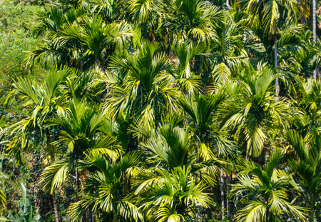 A lush green forest with palm trees. The trees are tall and green, and the leaves are full and healthy. Concept of abundance and growth, as well as a feeling of being in a tropical environmentの写真素材