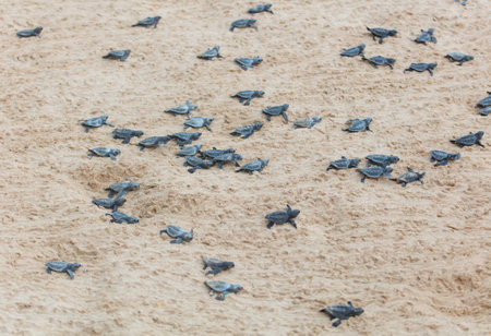 The turtles hatch from their eggs and crawl along the sand towards the ocean.の写真素材